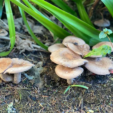 Seaside Knights Town