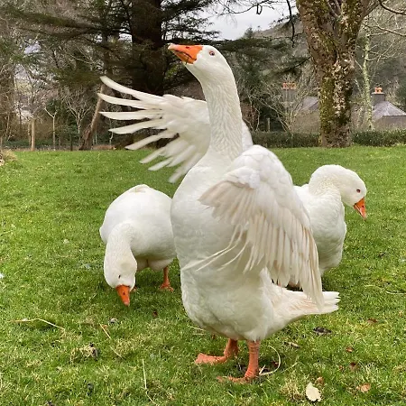 Seaside Knights Town