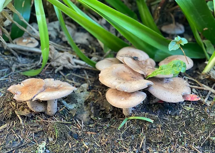 Seaside Knights Town