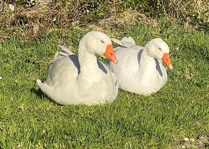 Seaside Ferienhaus Knights Town